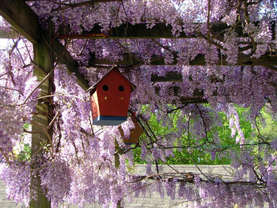 Wisteria