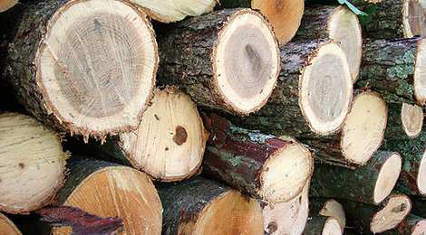 Firewood