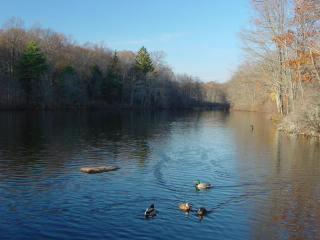 Youngspond2