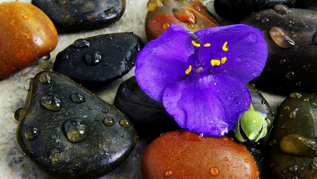 Bigstockphoto_flower_stones_3044795