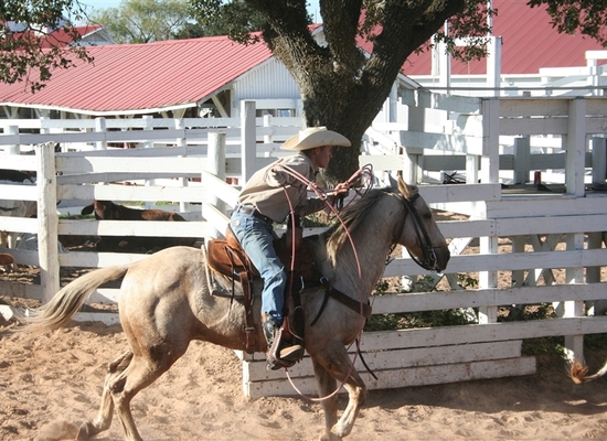 Texas_cattle_ranch