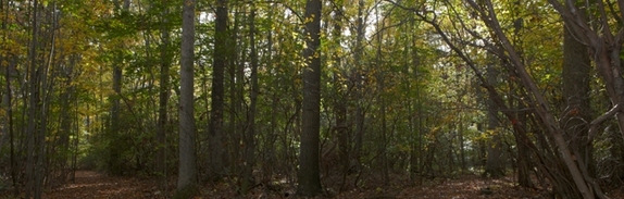 Woods_path_fork-fall_2012__32
