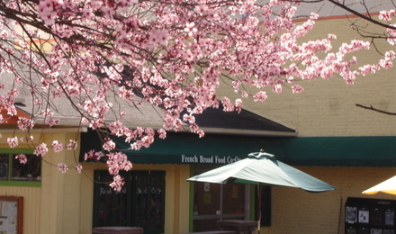 Front_cherry_blossoms