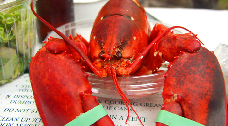 Bigstockphoto_lobster_143887