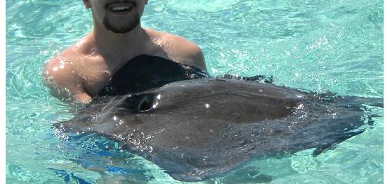 Marennajoe_stingray