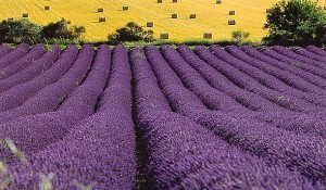 Lavender_fields-300x175